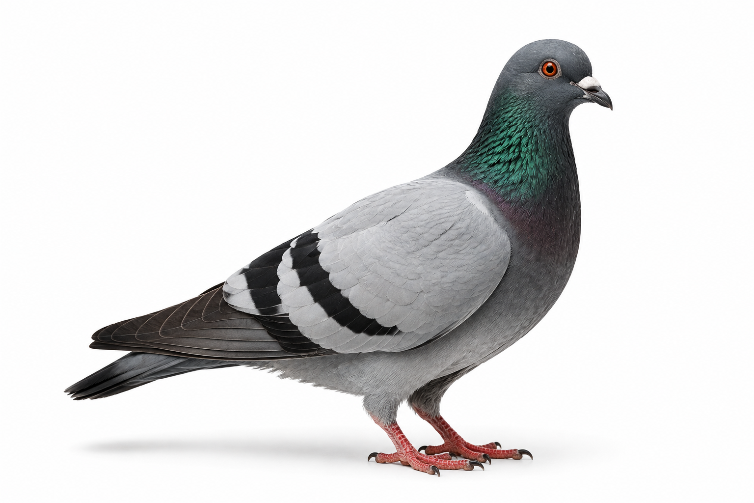 Pigeon